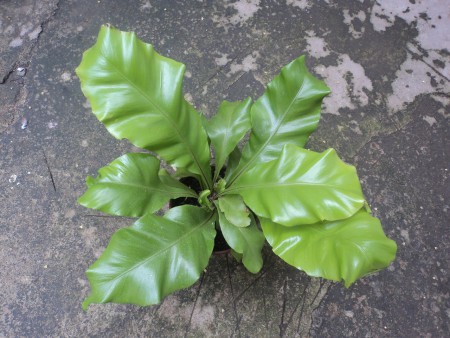  Asplenium nidus