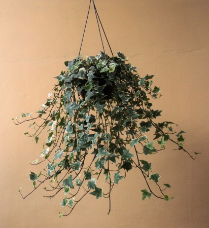 Hera Variegata