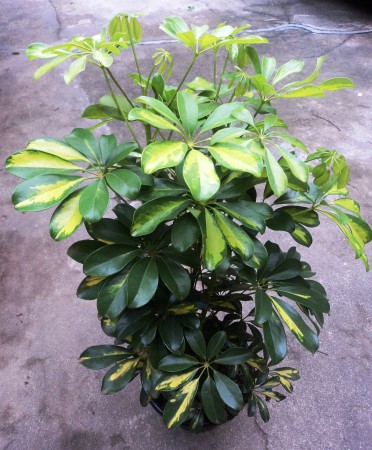 Cheflera variegata