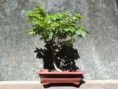 Bonsai