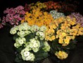 Calandivas e Calanchoes