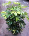 Cheflera variegata